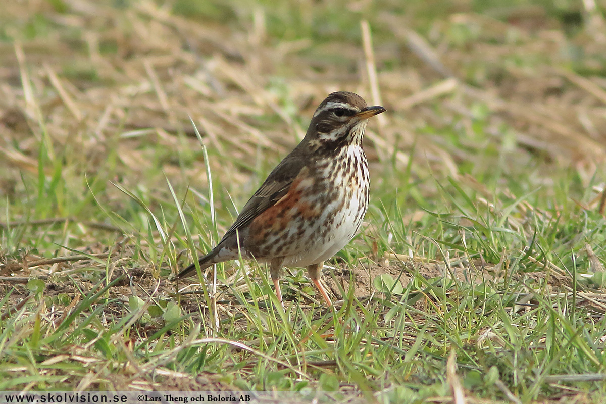 Koltrast, Turdus merula